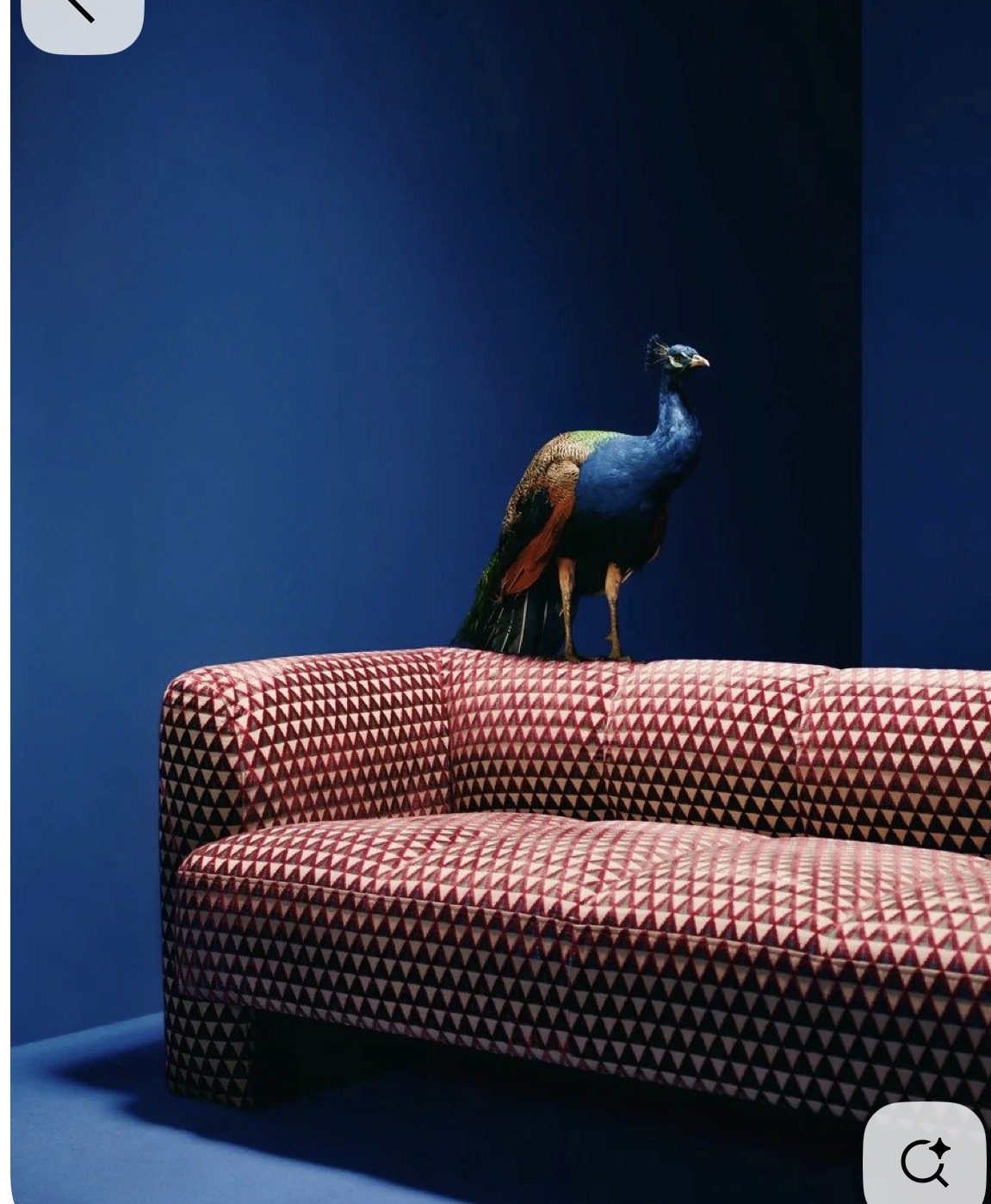 Concept shoot: a peacock on a patterned upholstered sofa against a midnight blue backdrop — Furnea creative studio output
